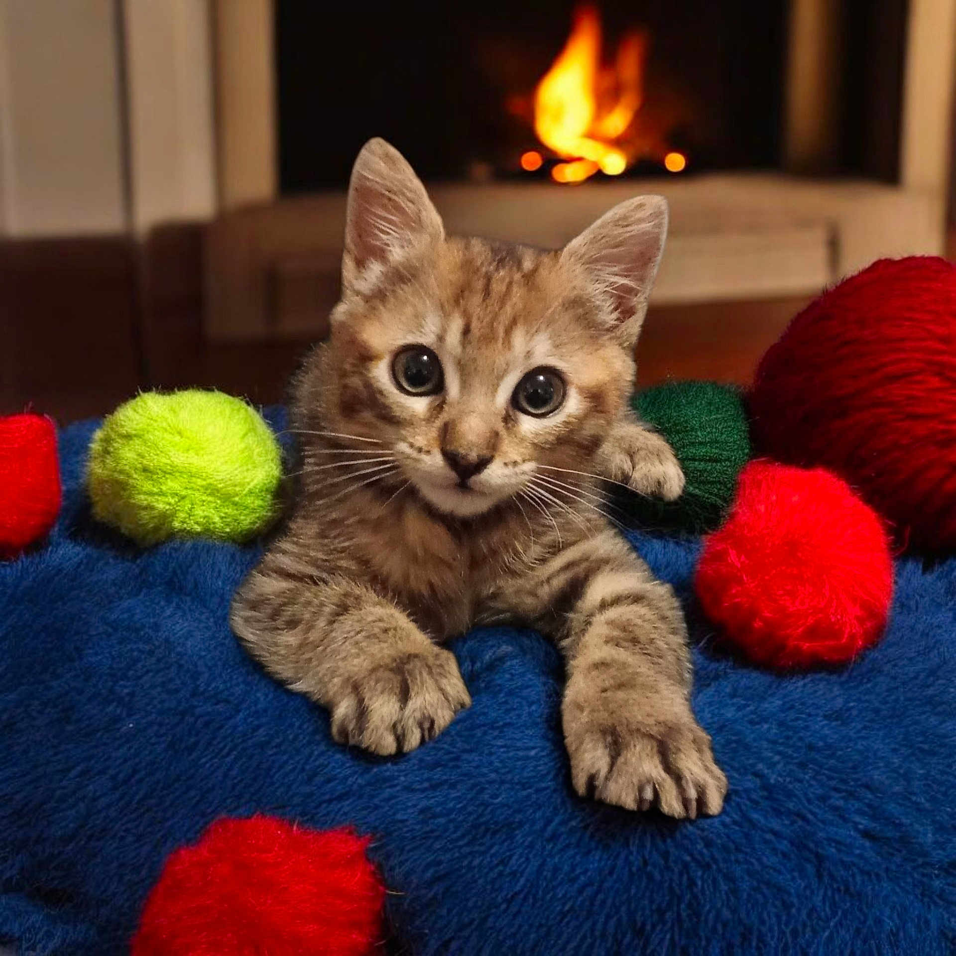 Arès a rejoint le concours — aidez-le/la à gagner de superbes lots ! animal, blue_blanket, cat, closeup, cozy, cute, feline, fireplace, fur, green_yarn, indoor, kitten, pet, playful, red_yarn, relaxed, soft_texture, warmth, yarn_balls, yellow_yarn