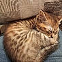 Arès participe au concours pour gagner de l'argent avec cette photo : animal, cat, closeup, cozy, curled_up, cute, domestic, fur, indoor, jeans, kitten, lap, mammal, peaceful, pet, resting, sleeping, soft, tabby, young