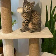 Arès participe au concours pour gagner de l'argent avec cette photo : animal, cat, cat_tree, cozy, curious, ears, eyes, feline, furniture, houseplant, indoor, kitten, pet, plant, playful, scratching_post, sitting, tabby, whiskers, young