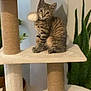 animal, cat, cat_tree, cozy, curious, ears, eyes, feline, furniture, houseplant, indoor, kitten, pet, plant, playful, scratching_post, sitting, tabby, whiskers, young