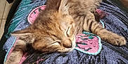 Arès a rejoint le concours — aidez-le/la à gagner de superbes lots ! adorable, animal, cat, closeup, cozy, cute, feline, fur, indoor, kitten, patterned_cloth, pet, relaxed, resting, sleeping, small, soft, tabby, whiskers, young