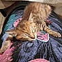 adorable, animal, cat, closeup, cozy, cute, feline, fur, indoor, kitten, patterned_cloth, pet, relaxed, resting, sleeping, small, soft, tabby, whiskers, young
