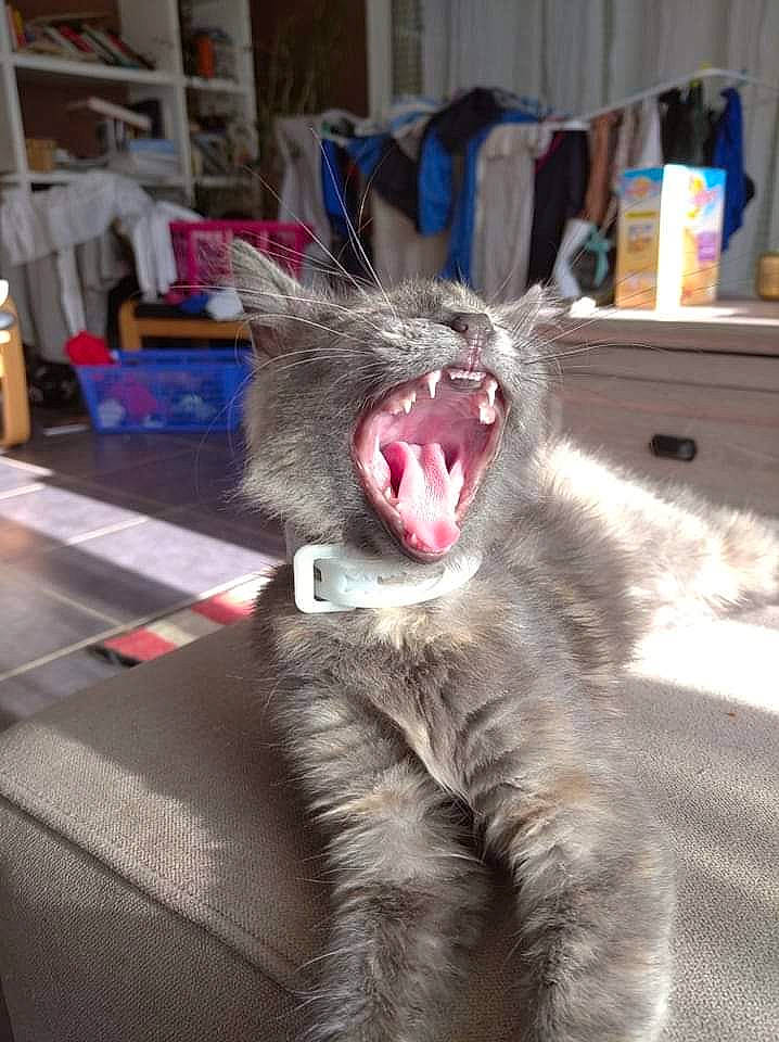 Holly participe au concours pour gagner de l'argent avec cette photo : carnivore, cat, claw, domestic_short_haired_cat, electric_blue, fang, felidae, fur, grey, natural_material, paw, small_to_medium_sized_cats, snout, tail, terrestrial_animal, whiskers, yawn