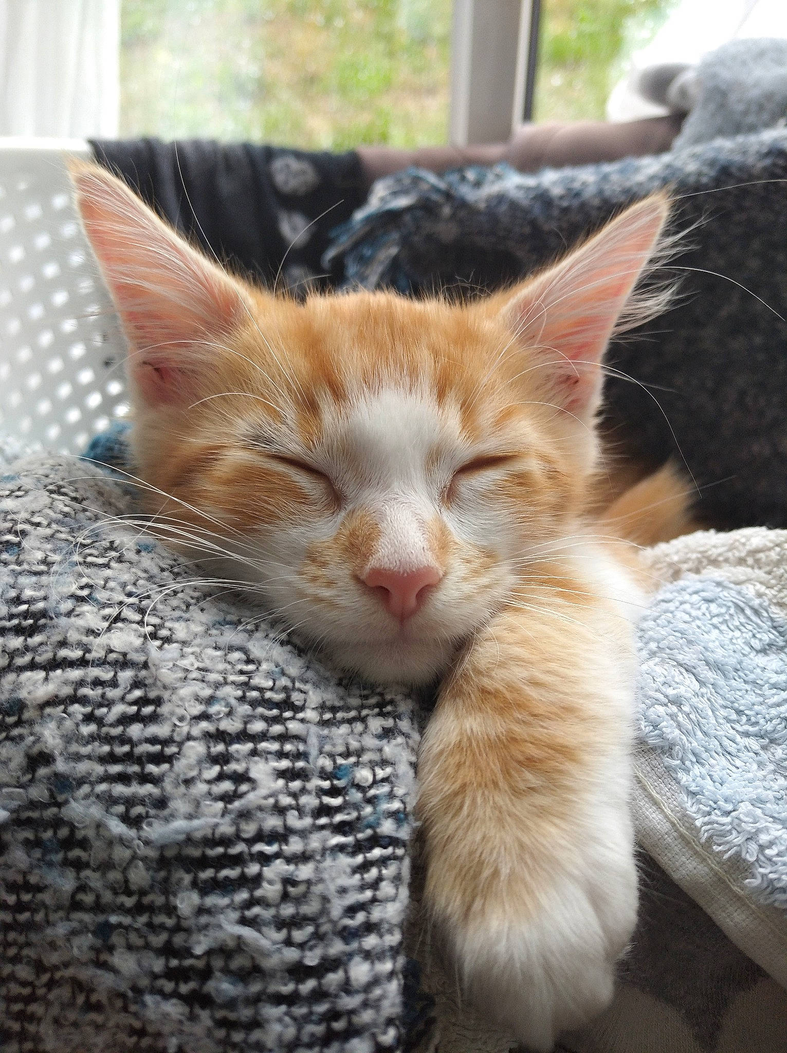 Vanir a rejoint le concours — aidez-le/la à gagner de superbes lots ! carnivore, cat, cat_supply, claw, comfort, domestic_short_haired_cat, fawn, felidae, fur, nap, paw, plant, sitting, small_to_medium_sized_cats, snout, tail, whiskers, wildlife, window, wood