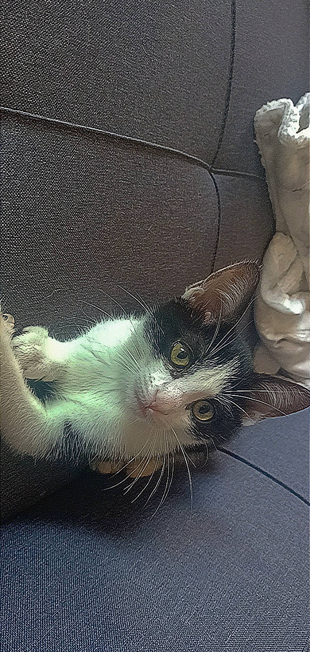 Tekila a rejoint le concours — aidez-le/la à gagner de superbes lots ! art, carnivore, cat, claw, comfort, domestic_short_haired_cat, eye, feather, felidae, fish, foot, fur, grey, jaw, small_to_medium_sized_cats, snout, tail, whiskers, window, wing