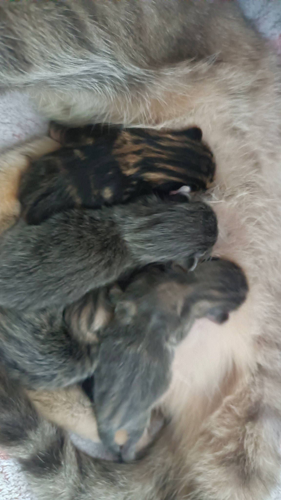 Chaton participe au concours pour gagner de l'argent avec cette photo : canidae, carnivore, claw, companion_dog, dog_breed, felidae, fur, grey, liver, nap, paw, small_to_medium_sized_cats, snout, sporting_group, tail, terrestrial_animal, terrier, whiskers