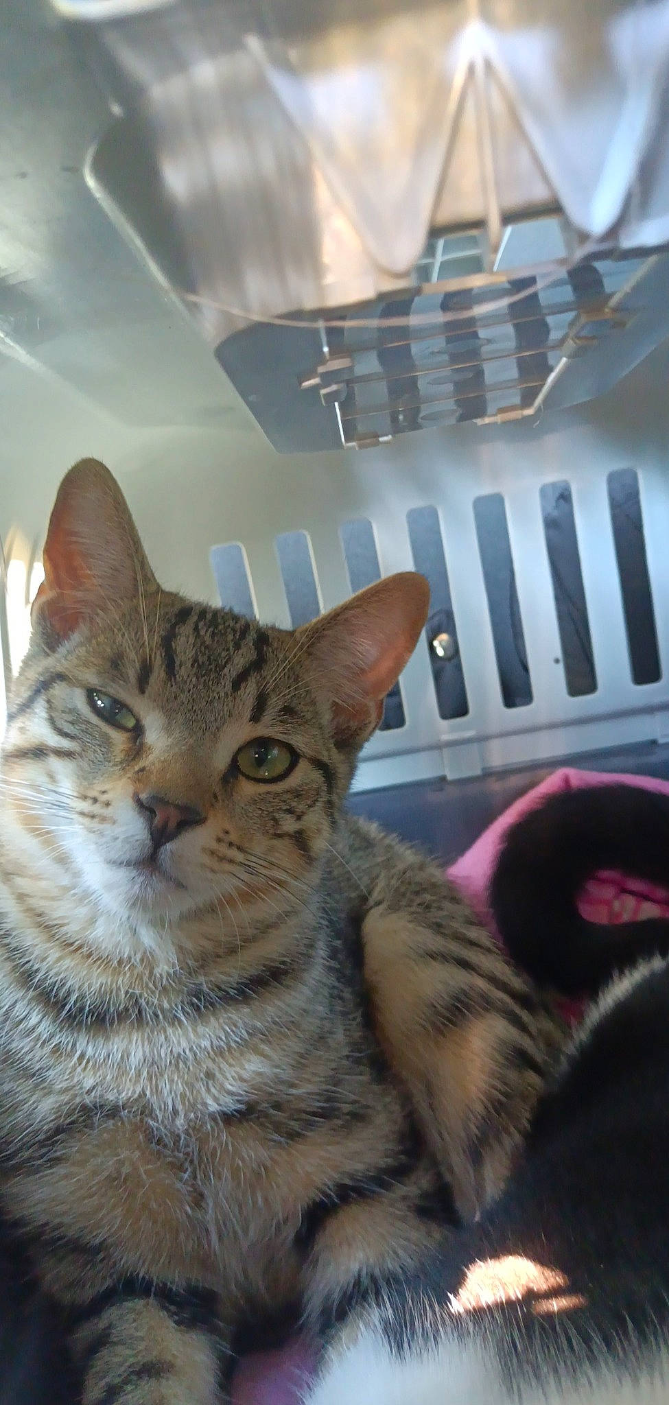 Tigrou participe au concours pour gagner de l'argent avec cette photo : carnivore, cat, comfort, domestic_short_haired_cat, felidae, fur, small_to_medium_sized_cats, snout, terrestrial_animal, whiskers