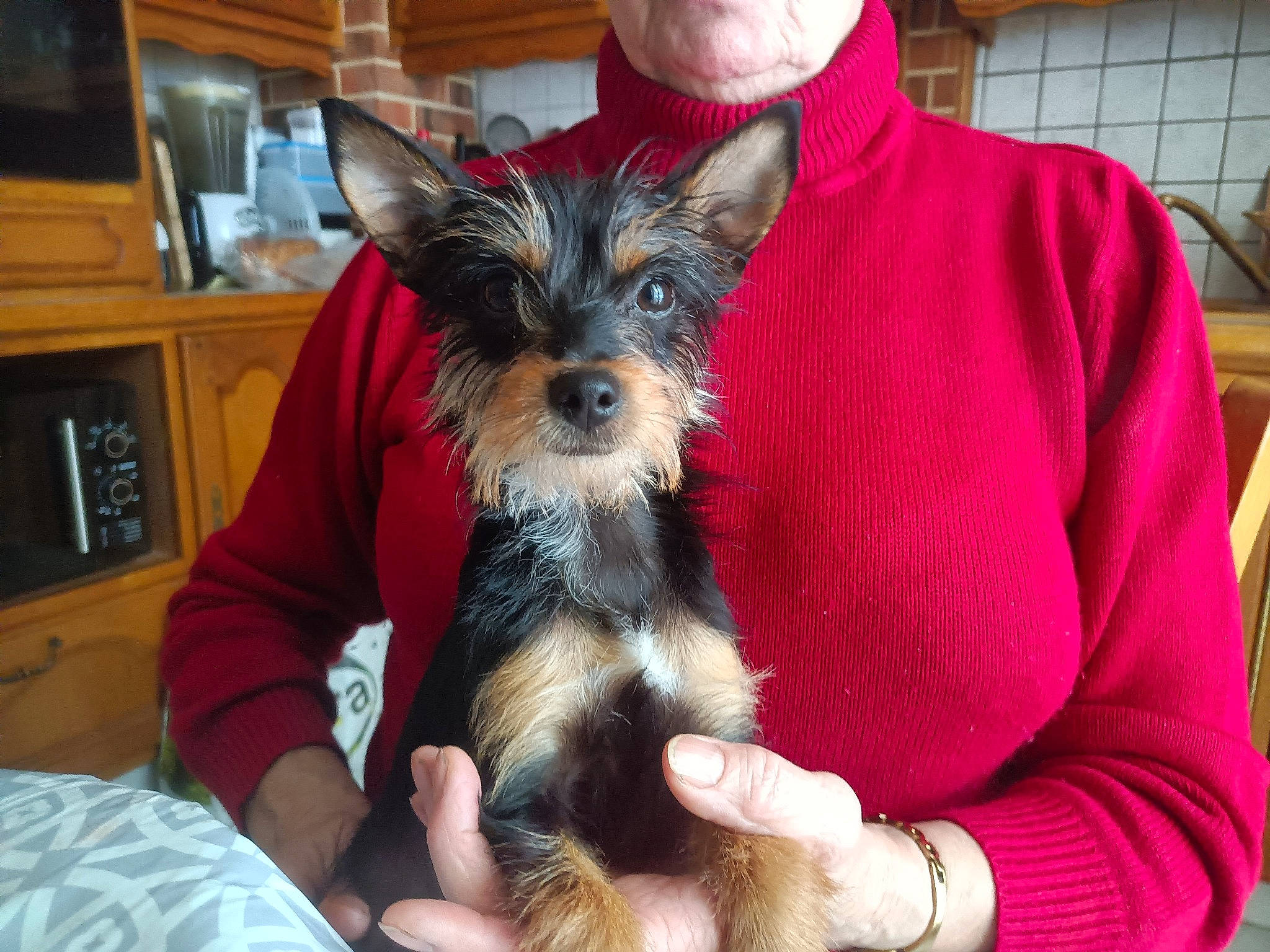 Daisy a rejoint le concours — aidez-le/la à gagner de superbes lots ! cabinetry, canidae, carnivore, companion_dog, dog, dog_breed, dog_supply, fawn, fur, home_appliance, kitchen_appliance, sharing, small_terrier, snout, sporting_group, t_shirt, toy_dog, working_animal