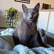 Thunder a rejoint le concours — aidez-le/la à gagner de superbes lots ! cat, gray_cat, green_eyes, paw, blanket, cozy, indoor, plant, potted_plant, kitchen, microwave, furniture, portrait, pet, animal, whiskers, fur, relaxed, home, curious