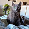 cat, gray_cat, green_eyes, paw, blanket, cozy, indoor, plant, potted_plant, kitchen, microwave, furniture, portrait, pet, animal, whiskers, fur, relaxed, home, curious