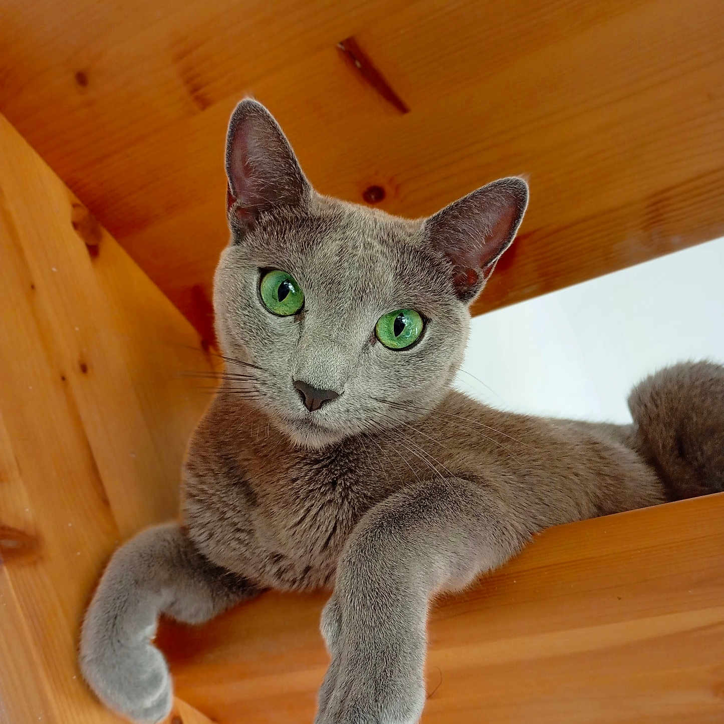 Thunder participe au concours pour gagner de l'argent avec cette photo : cat, gray_cat, green_eyes, wood, wooden_surface, relaxed, pet, animal, feline, indoor, close_up, paw, looking_at_camera, cute, portrait, fur, domestic_cat, whiskers, ears, resting