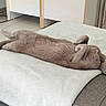 Thunder a rejoint le concours — aidez-le/la à gagner de superbes lots ! cat, gray_cat, indoor, relaxed, blanket, sofa, floor_tile, orange_rug, feline, pet, sleeping, cozy, fur, paw, whiskers, home, resting, cute, animal, domestic_animal