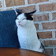 Dante is registered to the contest to win money with this photo: cat, black_and_white, chair, brick_wall, table, indoor, pet, feline, fur, ears, whiskers, nose, animal, sitting, looking_away, domestic, calm, quiet, resting, household