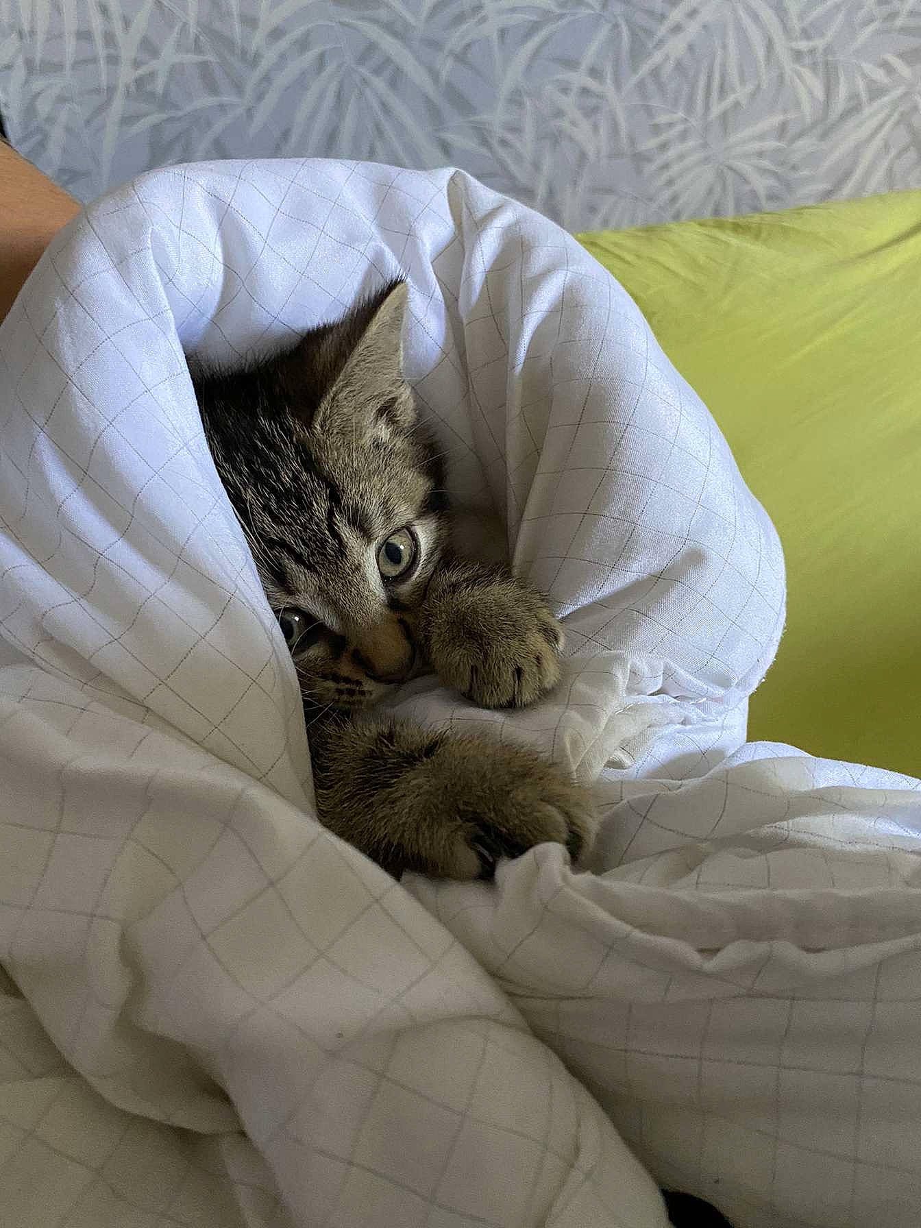 Diego a rejoint le concours — aidez-le/la à gagner de superbes lots ! bed, bed_sheet, bedding, carnivore, cat, claw, comfort, domestic_short_haired_cat, felidae, foot, fur, grey, linens, nap, paw, small_to_medium_sized_cats, tail, terrestrial_animal, textile, whiskers