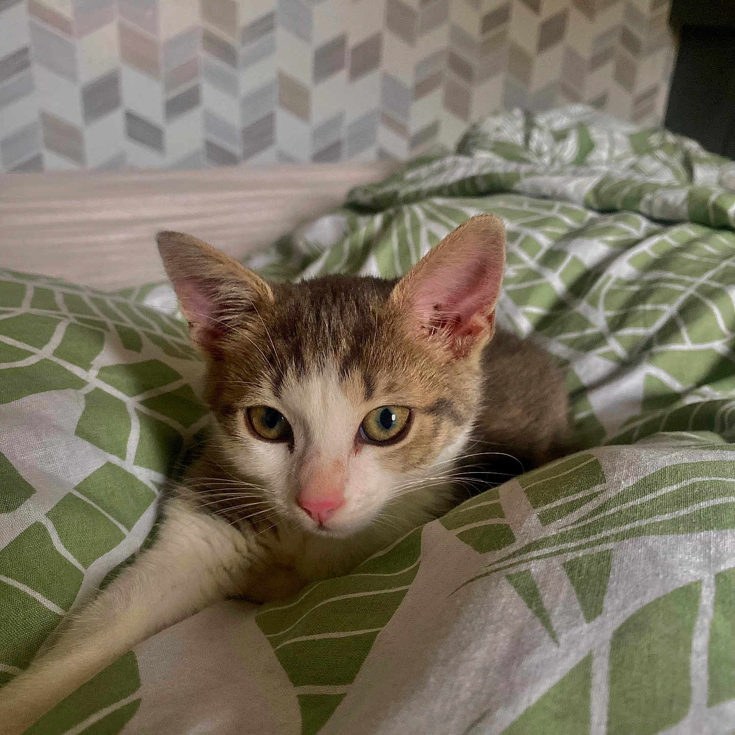 Hopper a rejoint le concours — aidez-le/la à gagner de superbes lots ! abyssinian, animal, bed, bedroom, blanket, cat, couch, cushion, furniture, homedecor, indoors, kitten, linen, manx, pet, quilt, room