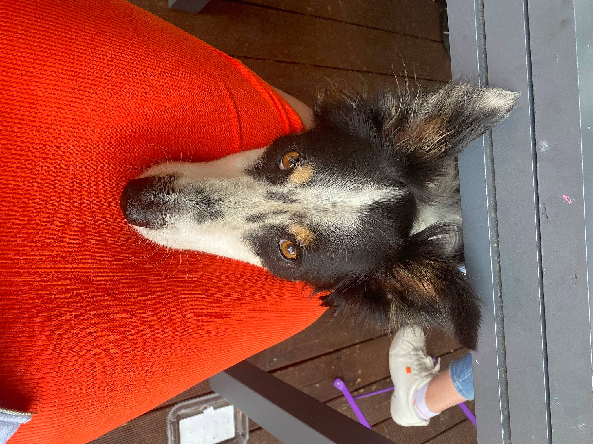 Hootch participe au concours pour gagner de l'argent avec cette photo : ancient_dog_breeds, canidae, canis, carnivore, comfort, companion_dog, couch, dog, dog_breed, dog_supply, foot, fur, herding_dog, paw, snout, sporting_group, tail, whiskers, working_animal, working_dog