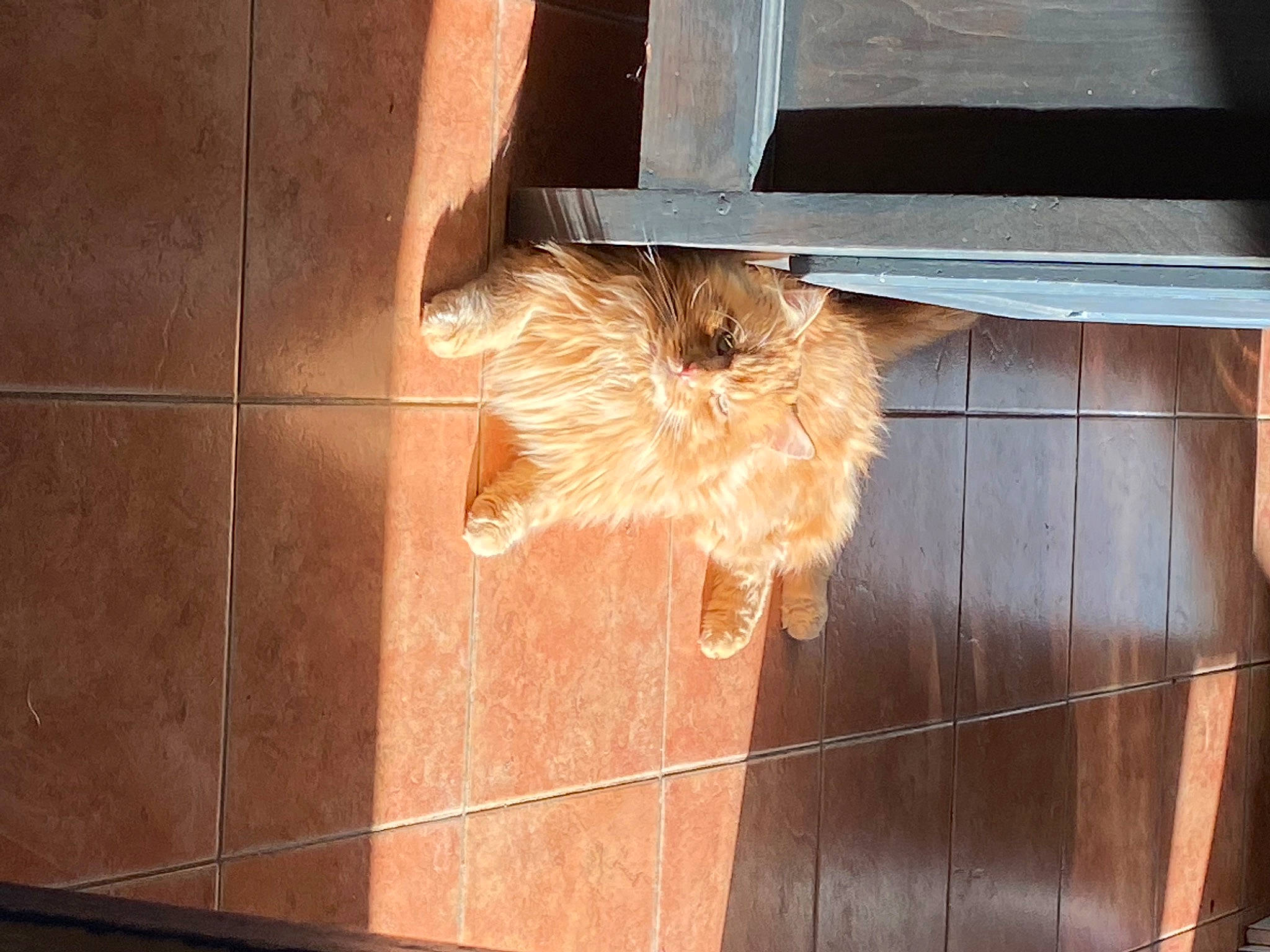 Loucas a rejoint le concours — aidez-le/la à gagner de superbes lots ! canidae, carnivore, companion_dog, dog, dog_breed, fawn, felidae, floor, flooring, fur, hardwood, house, plywood, room, sash_window, sporting_group, tints_and_shades, window, wood, wood_stain