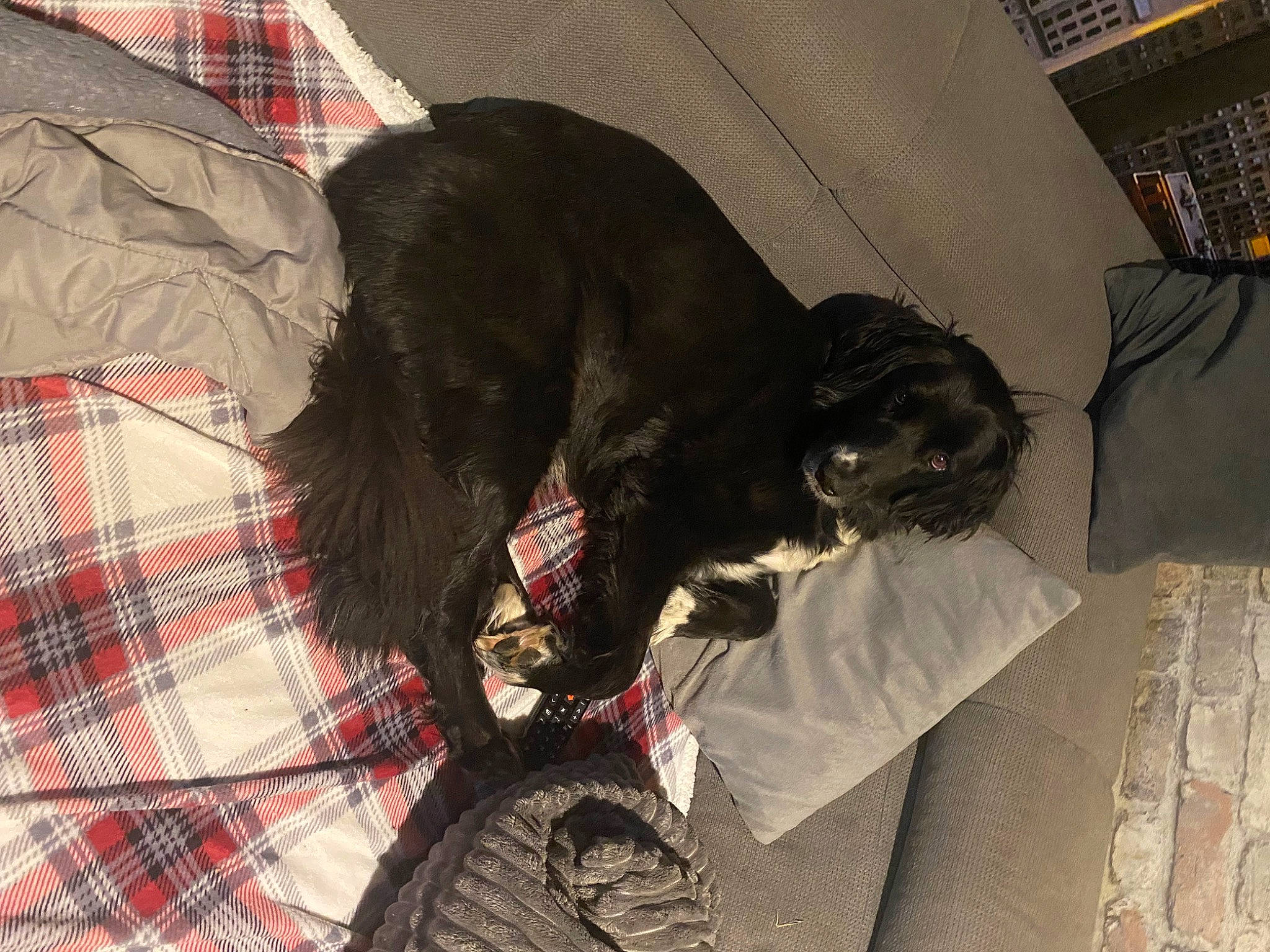 Lascard participe au concours pour gagner de l'argent avec cette photo : bed, carnivore, collar, comfort, companion_dog, couch, dog, dog_breed, dog_collar, dog_supply, fur, grey, linens, liver, pattern, plaid, snout, tail, tartan, working_animal