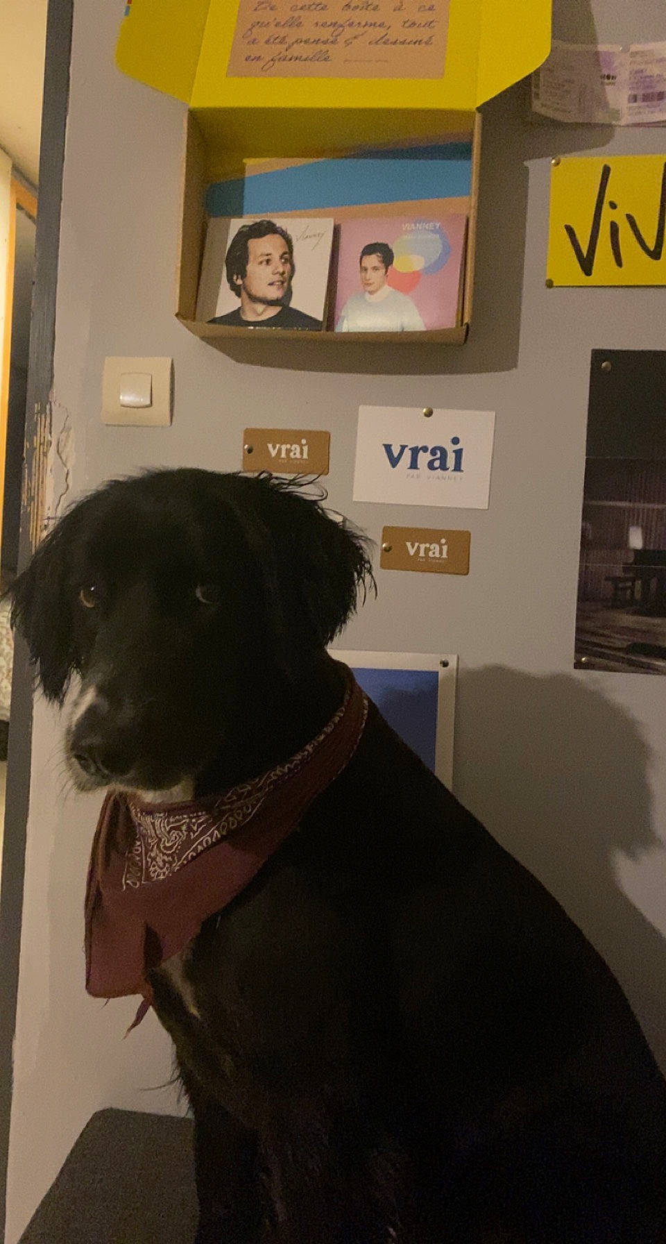 Lascard a rejoint le concours — aidez-le/la à gagner de superbes lots ! art, borador, canidae, carnivore, collar, companion_dog, dog, dog_breed, dog_collar, event, flooring, fur, guard_dog, pet_supply, picture_frame, room, snout, sporting_group, whiskers, working_animal