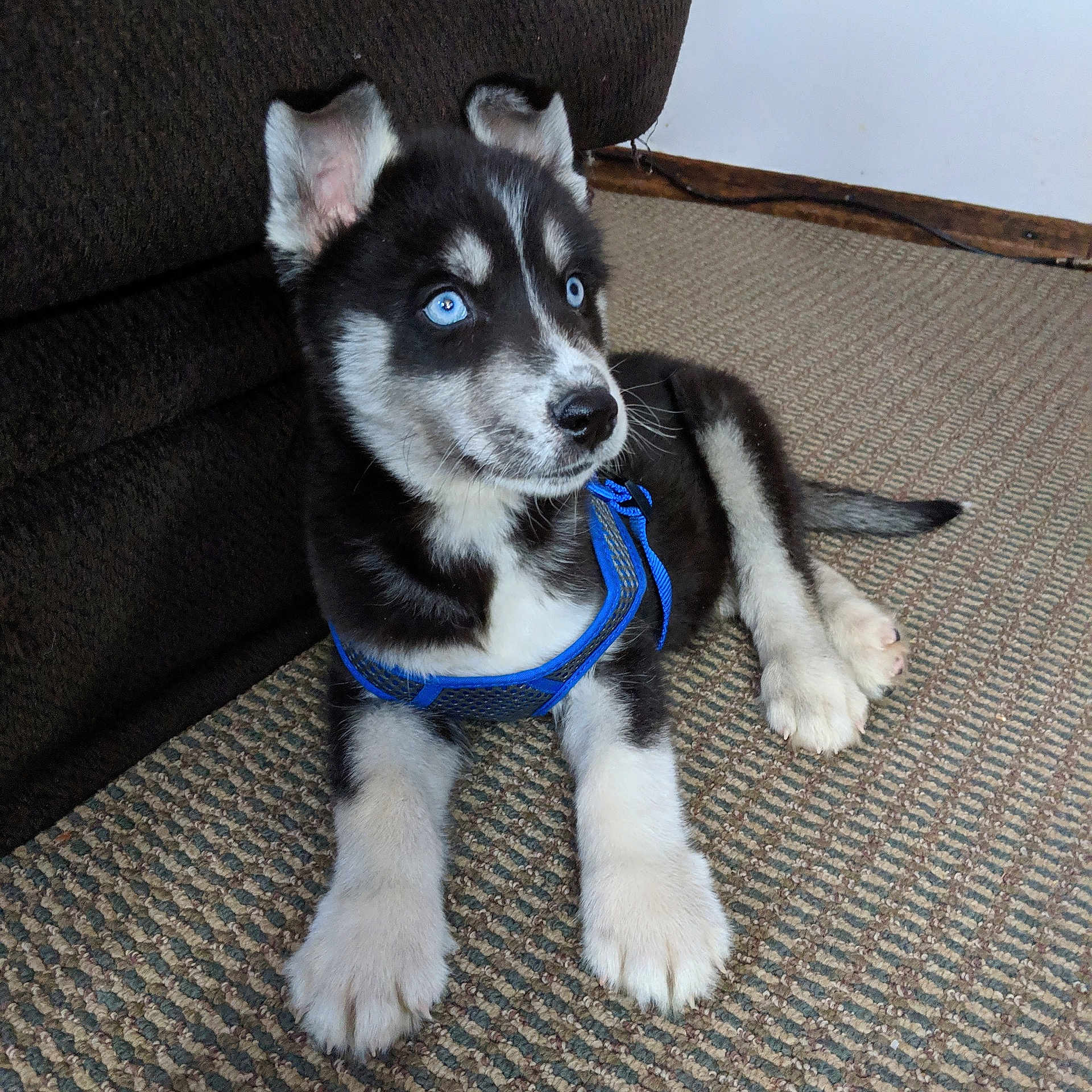 Drogo is registered to the contest to win money with this photo: alaskan_klee_kai, alaskan_malamute, canidae, carnivore, dog, dog_breed, jamthund, labrador_husky, lapponian_herder, mammal, miniature_siberian_husky, native_american_indian_dog, puppy, sakhalin_husky, seppala_siberian_sleddog, siberian_husky, sled_dog, snout, tamaskan_dog, vertebrate