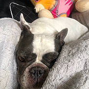 Prada a rejoint le concours — aidez-le/la à gagner de superbes lots ! dog, boston_terrier, blanket, plush_toy, stuffed_animal, sleepy, cozy, indoor, resting, pet, animal, white, black, soft_texture, couch, comfort, relaxation, close_up, face, ears