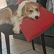 Couky a rejoint le concours — aidez-le/la à gagner de superbes lots ! dog, chair, cushion, tile_floor, indoor, resting, pet, brown_and_white, furniture, domestic, relaxed, canine, fur, animal, household, comfort, looking, pillow, legs, quiet