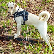 Nala participe au concours pour gagner de l'argent avec cette photo : alert, animal, brown_leaves, canine, curled_tail, daylight, dog, forest, fur, grass, harness, leash, leaves, log, nature, outdoor, pet, snout, standing, walking