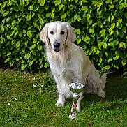 Laska participe au concours pour gagner de l'argent avec cette photo : animal, award, canine, celebration, dog, friendly, fur, garden, golden_retriever, grass, greenery, leafy_bush, mammal, nature, outdoor, pet, portrait, sitting, sunlight, trophy