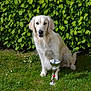 animal, award, canine, celebration, dog, friendly, fur, garden, golden_retriever, grass, greenery, leafy_bush, mammal, nature, outdoor, pet, portrait, sitting, sunlight, trophy