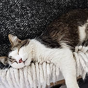 Arthur a rejoint le concours — aidez-le/la à gagner de superbes lots ! animal, blanket, cat, closeup, comfort, cozy, cute, furry, indoors, nap, paw, pet, relaxed, resting, sleeping, soft, tabby, texture, whiskers, white_fur