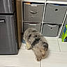 Hermes joined the competition — help win amazing prizes! cat, fluffy_cat, pet, animal, indoors, kitchen, floor, refrigerator, storage_bins, shelving, gray_fur, long_hair, cream_fur, dark_patches, sitting, looking_down, home, tiles, furniture, photography