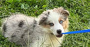 Hermes joined the competition — help win amazing prizes! puppy, dog, blue_eyes, fluffy, white_fur, gray_fur, brown_patches, grass, meadow, outdoors, nature, leash, blue_leash, sitting, lying_down, pet, animal, portrait, close_up, playful