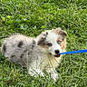 puppy, dog, blue_eyes, fluffy, white_fur, gray_fur, brown_patches, grass, meadow, outdoors, nature, leash, blue_leash, sitting, lying_down, pet, animal, portrait, close_up, playful