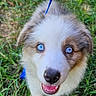 Hermes joined the competition — help win amazing prizes! puppy, dog, blue_eyes, brown_and_white, fluffy, happy, smiling, open_mouth, outdoor, grass, lawn, leash, portrait, close_up, animal, pet, standing, adorable, blue_leash, natural_light
