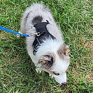 Hermes is registered to the contest to win money with this photo: dog, puppy, fluffy, white_fur, brown_fur, grass, outdoor, leash, harness, pet, animal, sniffing, nose, standing, top_down_view, garden, lawn, greenery, cute, companion