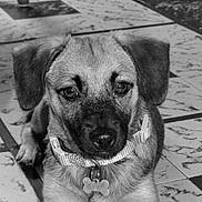Ava participe au concours pour gagner de l'argent avec cette photo : puppy, dog, pet, collar, tag, floor, tile_floor, indoor, animal, cute, portrait, laying_down, black_and_white, fur, ears, nose, paw, looking, young, domestic_animal