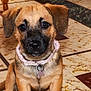 Ava participe au concours pour gagner de l'argent avec cette photo : puppy, dog, pet, collar, indoor, tile_floor, brown_fur, black_muzzle, ears, sitting, young_dog, cute, animal, companion, domestic, floor_tiles, looking, adorable, fur, small_dog