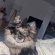 Myo participe au concours pour gagner de l'argent avec cette photo : dog, puppy, small_dog, fluffy, long_hair, brown_fur, black_fur, blue_eye, heterochromia, sitting, portrait, pet, blanket, bed, indoor, living_room, flash_photography, cute, alert, companion_animal