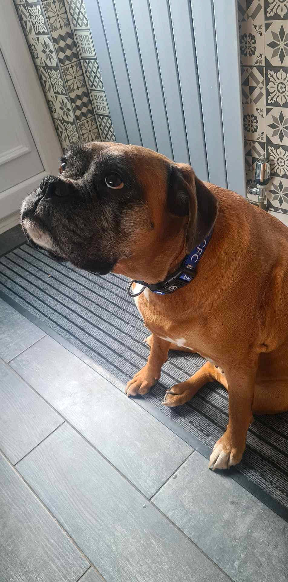 Mollie Moo is registered to the contest to win money with this photo: canidae, carnivore, collar, companion_dog, dog, dog_breed, dog_collar, fawn, flooring, fur, liver, pet_supply, snout, sporting_group, terrestrial_animal, whiskers, window, working_animal, working_dog, wrinkle