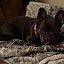 Blu is registered to the contest to win money with this photo: dog, french_bulldog, pet, black_dog, collar, blanket, couch, indoor, cozy, fur, animal, laying_down, resting, closeup, portrait, looking, ears, face, home, comfort