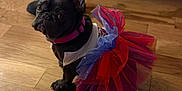 Blu is registered to the contest to win money with this photo: dog, french_bulldog, pet, costume, tutu, red, blue, white, indoor, wooden_floor, sitting, curious, animal, cute, small_dog, collar, looking_back, ears_up, domestic_animal, floor