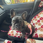 Blu is registered to the contest to win money with this photo: dog, french_bulldog, car_interior, pet, seat_cover, floral_pattern, leash, harness, window, rearview_mirror, door, black_dog, pet_accessory, car_seat, animal, cute, looking, indoors, vehicle, companion