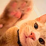Simba joined the competition — help win amazing prizes! cat, orange_tabby, paw, close_up, curious, indoor, pet, collar, bell, whiskers, face, feline, playful, blurred_paw, pink_background, domestic_cat, animal, cute, looking_at_camera, soft_light