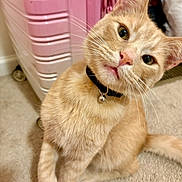 Simba joined the competition — help win amazing prizes! cat, orange_tabby, pet, indoor, curious, collar, bell, carpet, luggage, pink_suitcase, whiskers, fur, cute, animal, domestic_cat, head_tilt, floor, closeup, portrait, kitten