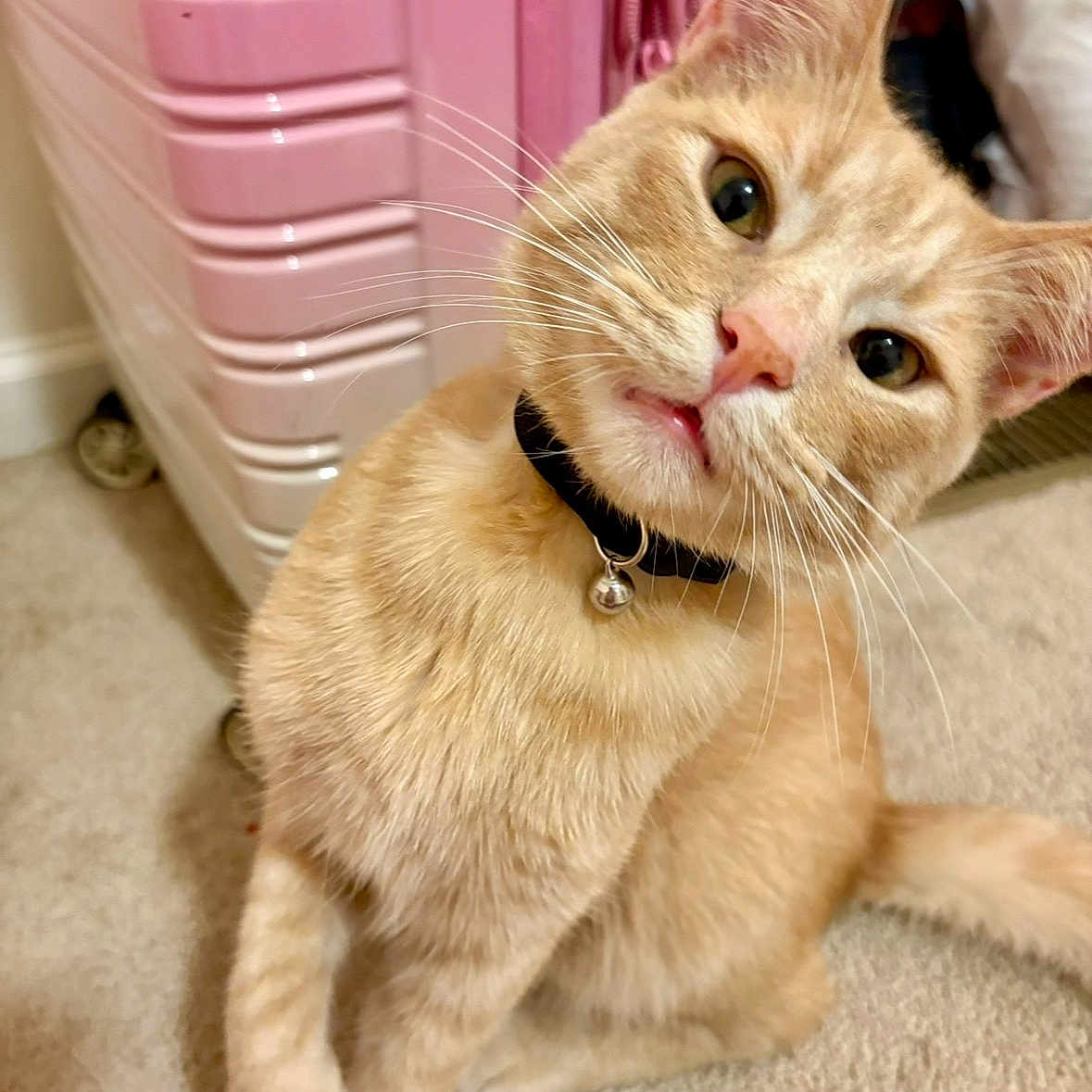 Simba joined the competition — help win amazing prizes! cat, orange_tabby, pet, indoor, curious, collar, bell, carpet, luggage, pink_suitcase, whiskers, fur, cute, animal, domestic_cat, head_tilt, floor, closeup, portrait, kitten