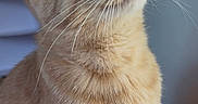 Simba is registered to the contest to win money with this photo: cat, ginger_cat, whiskers, fur, pet, animal, indoor, closeup, portrait, curious, soft_light, feline, cute, domestic_cat, pink_nose, looking_up, fluffy, mammal, calm, window_light