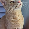 cat, ginger_cat, whiskers, fur, pet, animal, indoor, closeup, portrait, curious, soft_light, feline, cute, domestic_cat, pink_nose, looking_up, fluffy, mammal, calm, window_light