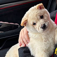 Milo joined the competition — help win amazing prizes! adorable, animal, black_clothing, car_interior, closeup, comfort, companion, cream_colored, cute, dog, fluffy, hand, indoor, manicure, person, pet, puppy, red_seatbelt, soft_fur, young_dog