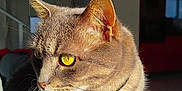 Hawaï participe au concours pour gagner de l'argent avec cette photo : cat, tabby_cat, yellow_eyes, indoor, sunlight, pet_collar, pet_tag, feline, whiskers, fur, portrait, close_up, domestic_cat, animal, pet, sitting, looking_away, shadow, cozy, home