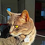 cat, tabby_cat, yellow_eyes, indoor, sunlight, pet_collar, pet_tag, feline, whiskers, fur, portrait, close_up, domestic_cat, animal, pet, sitting, looking_away, shadow, cozy, home